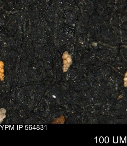 Verneuilinoides kansasensis