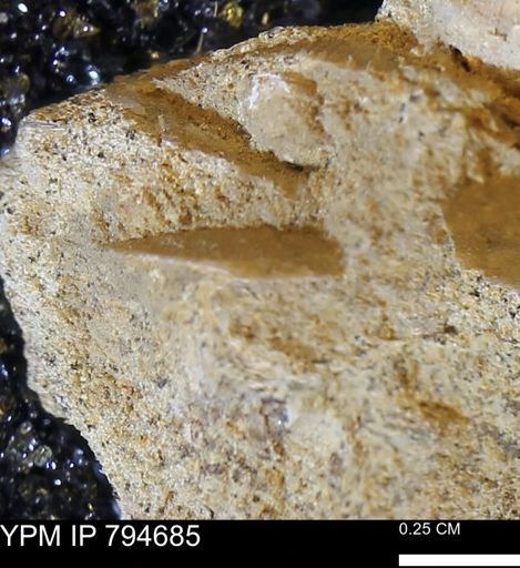 undet. Mollusca