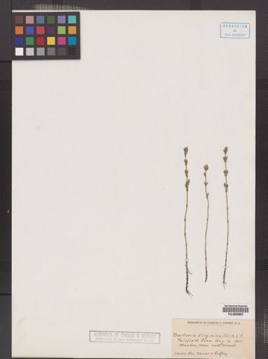 Bartonia virginica