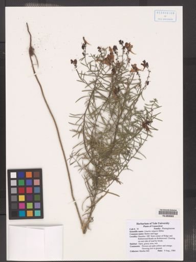Linaria vulgaris