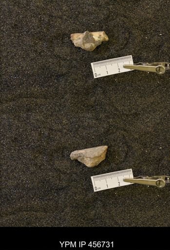 Baculites sp.