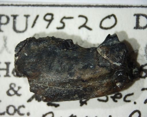 Unuchinia dysmathes