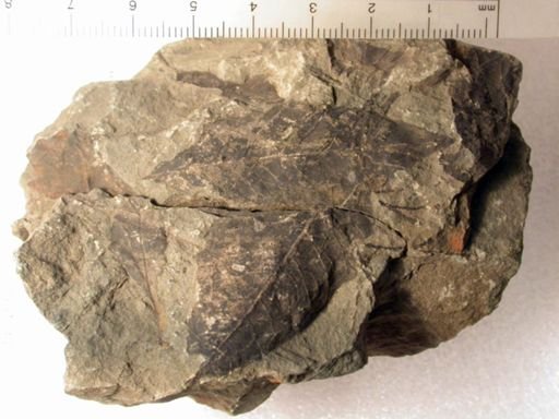Angiospermopsida