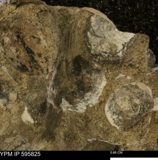 Protocardia sp.