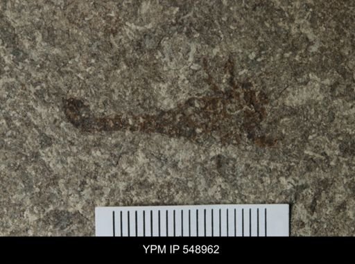 undet. Scorpionida