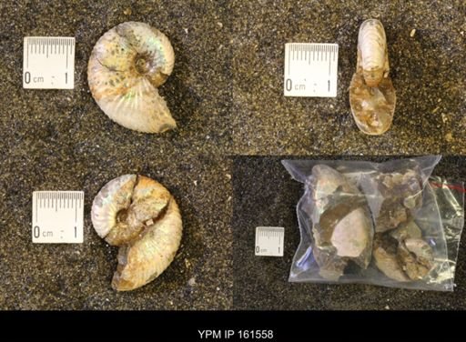 Hoploscaphites nicolletii