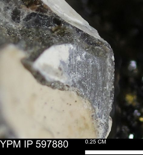 Limopsis striatopunctatus