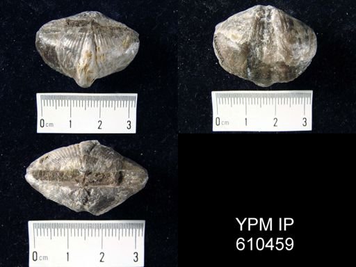 Spirifer audacula