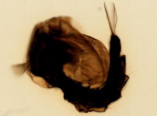 Anopheles
