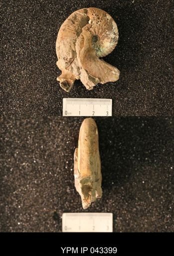Hoploscaphites nicolletii