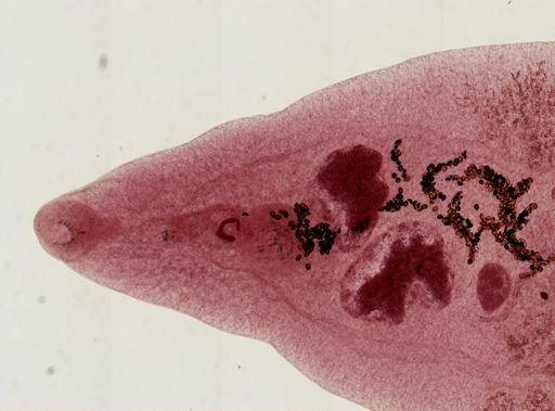Dicrocoelium dendriticum