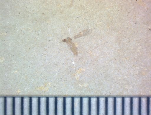 undet. Diptera
