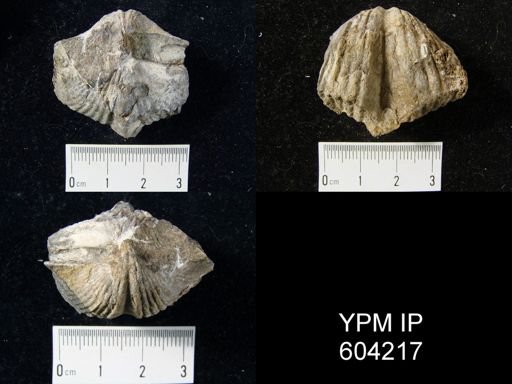 Spirifer intermedius