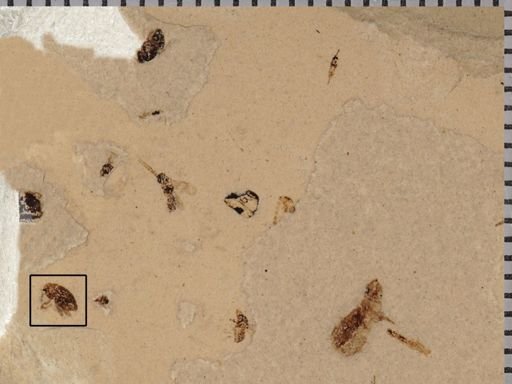 undet. Curculionidae
