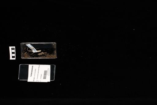 Trachylepis quinquetaeniata