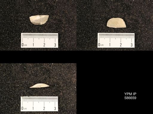 Chonetes granulifer