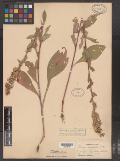 Solidago uliginosa var. linoides