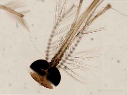 Culicidae