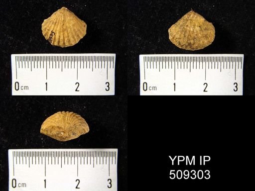 undet. Rhynchonellida
