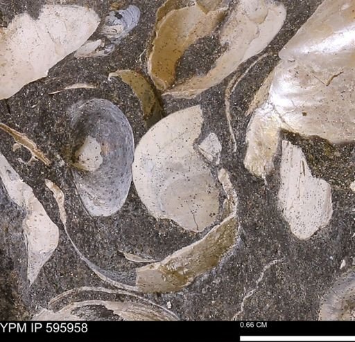 Protocardia sp.