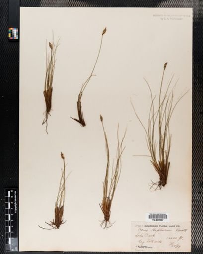 Carex