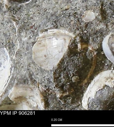 Corbulamella gregaria