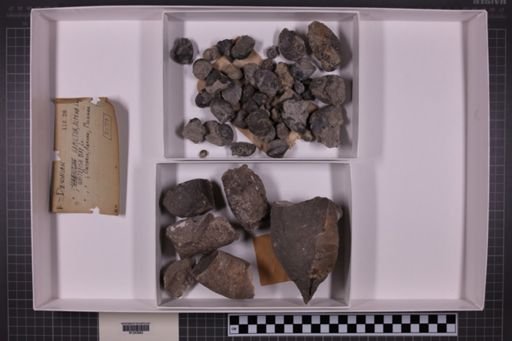 mixed taxa, stratigraphic collection
