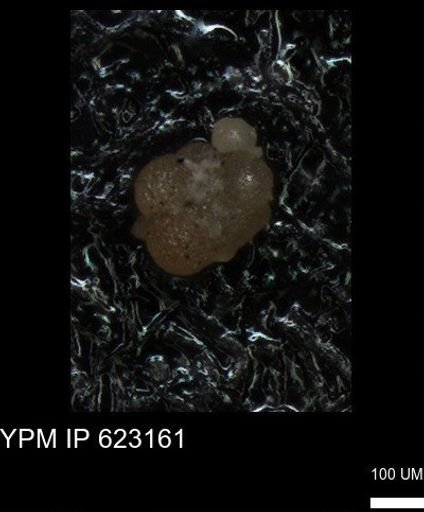 undet. Foraminiferida