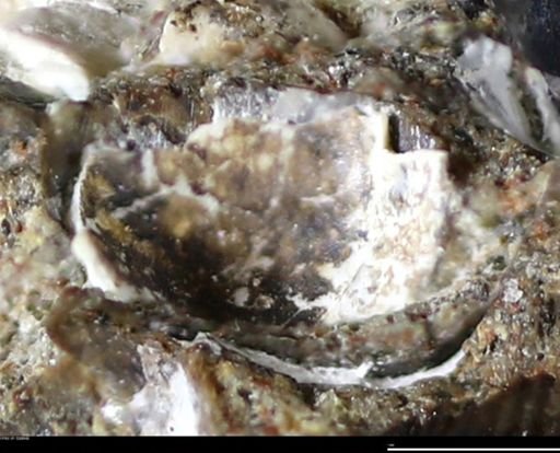 undet. Bivalvia