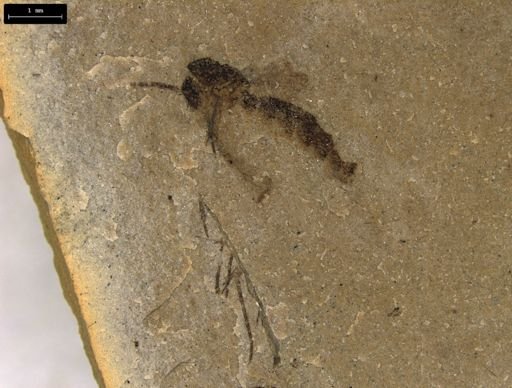 taxon undetermined