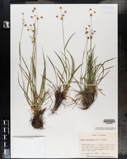 Plantae