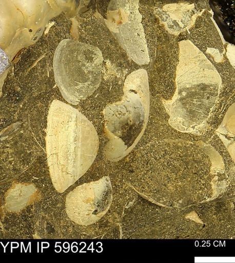 Limopsis striatopunctatus