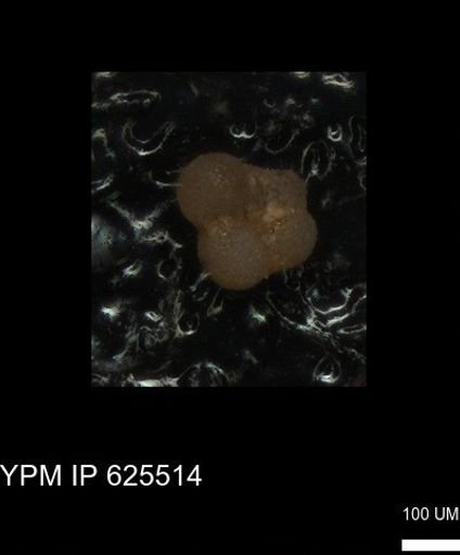 undet. Rugoglobigerinidae