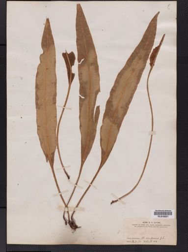 Elaphoglossum