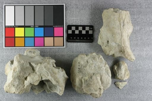 Subhyracodon