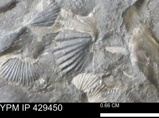 Mucrospirifer sp.