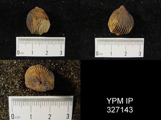 Camarotoechia sp.