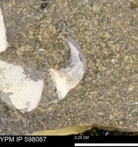 Limopsis striatopunctatus