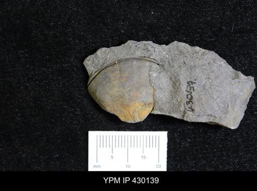 Dipleura dekayi