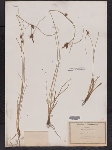 Carex extensa