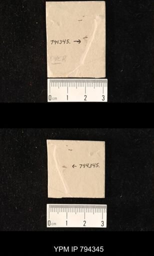 undet. Mycetophilidae
