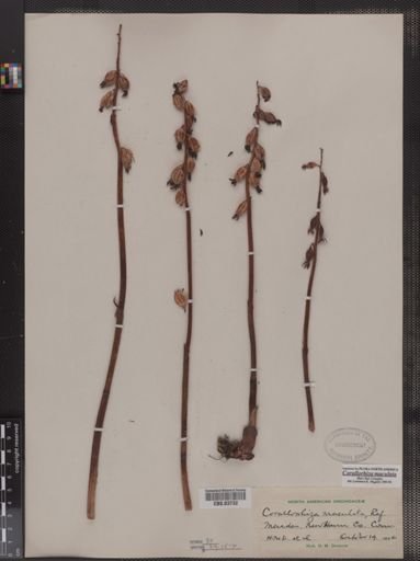 Corallorhiza maculata