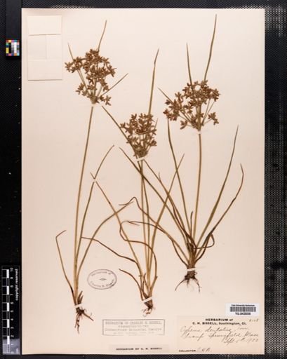 Cyperus dentatus