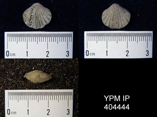 undet. Rhynchonellida