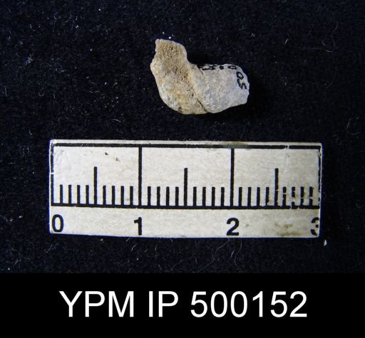 Chonetina flemingi