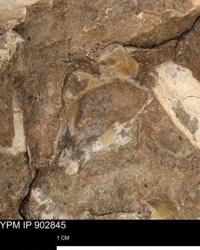 undet. Mollusca