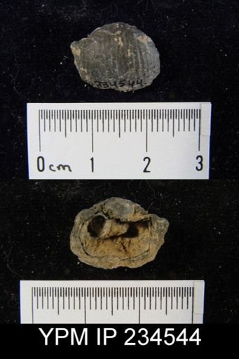 Marginifera muricatina