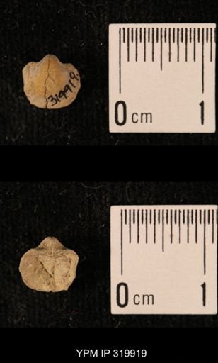Ambocoelia planoconvexa