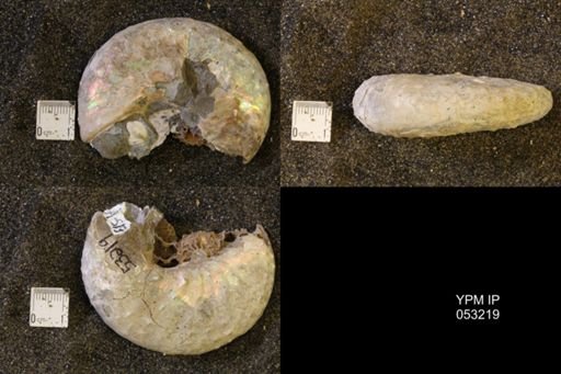 Discoscaphites conradi