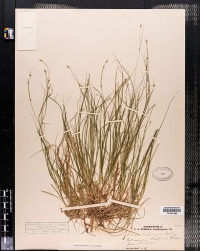 Carex trisperma